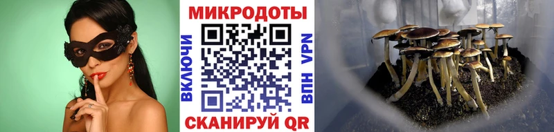 hydra tor  Александровское  Галлюциногенные грибы Psilocybine cubensis 